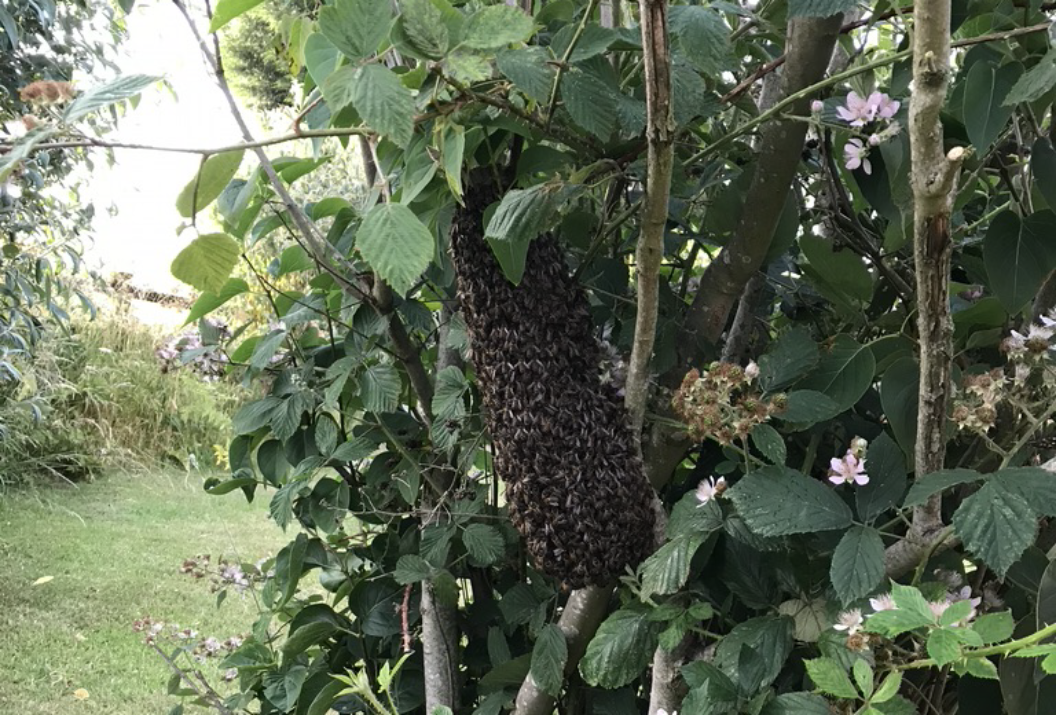 Honey Bee Swarm Rescue In Guilsborough