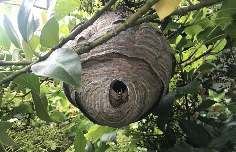 Tackling A Wasp Nest in Moulton