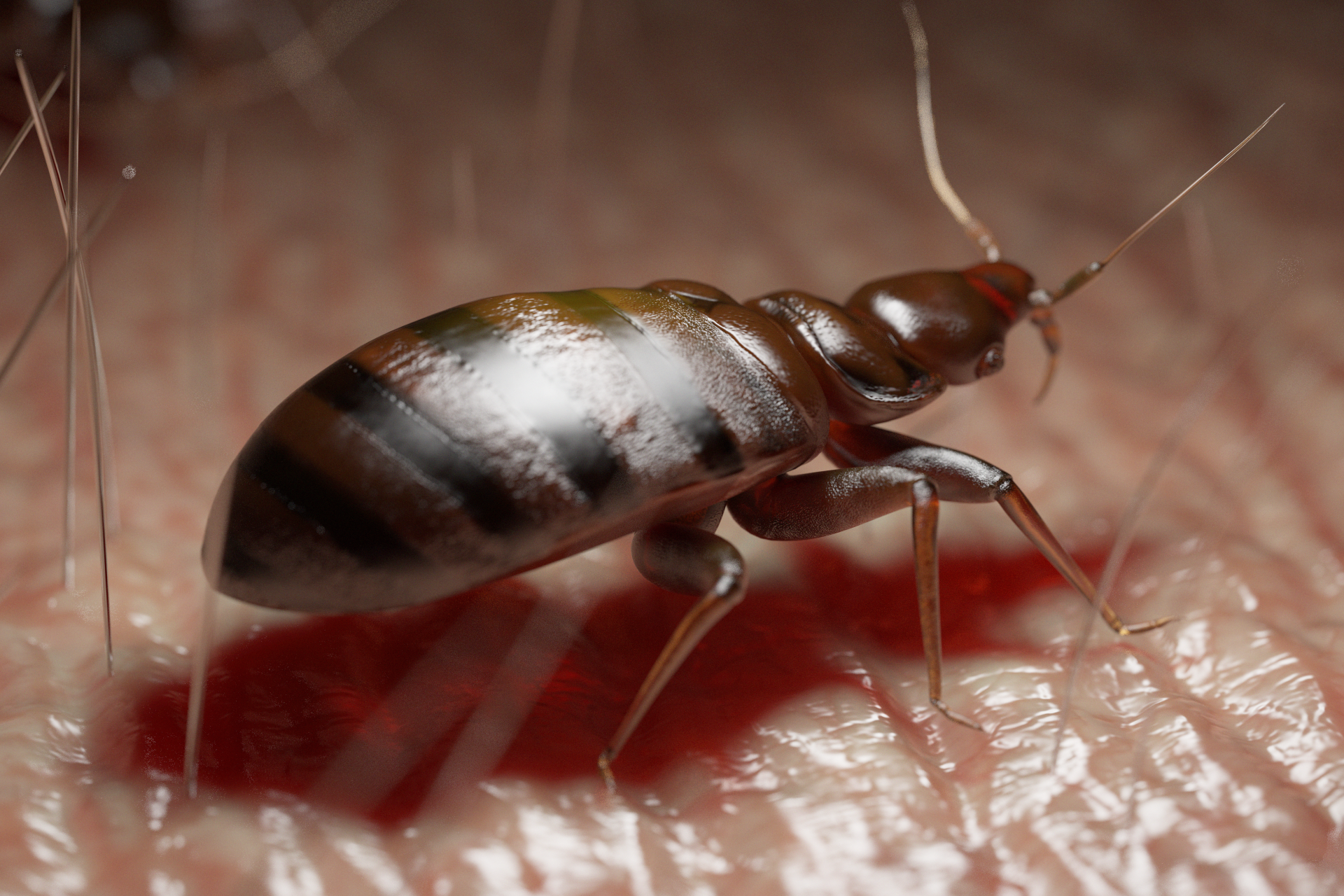 bed bug pest control