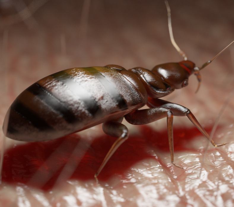bed bugs