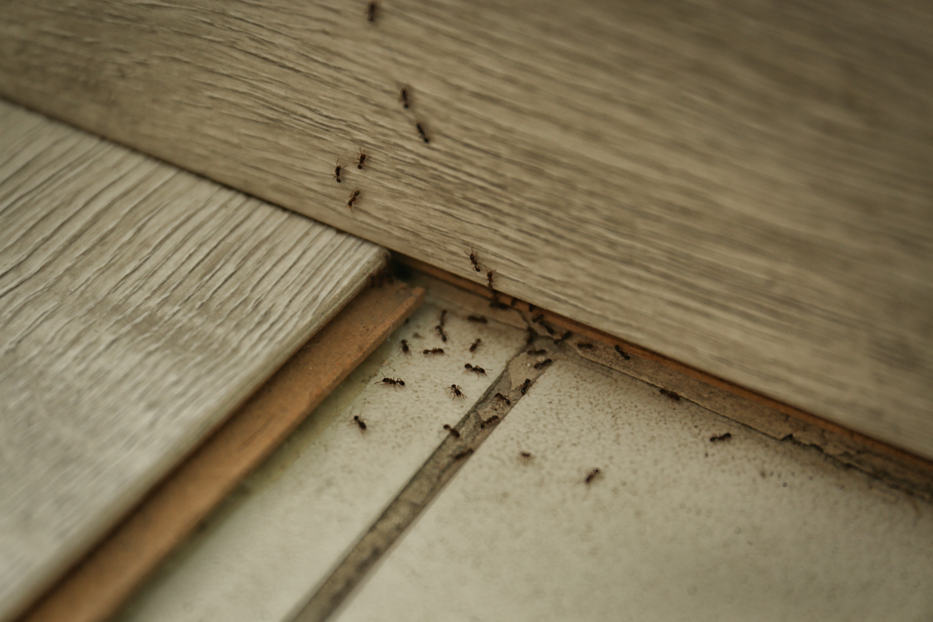 insect pest control