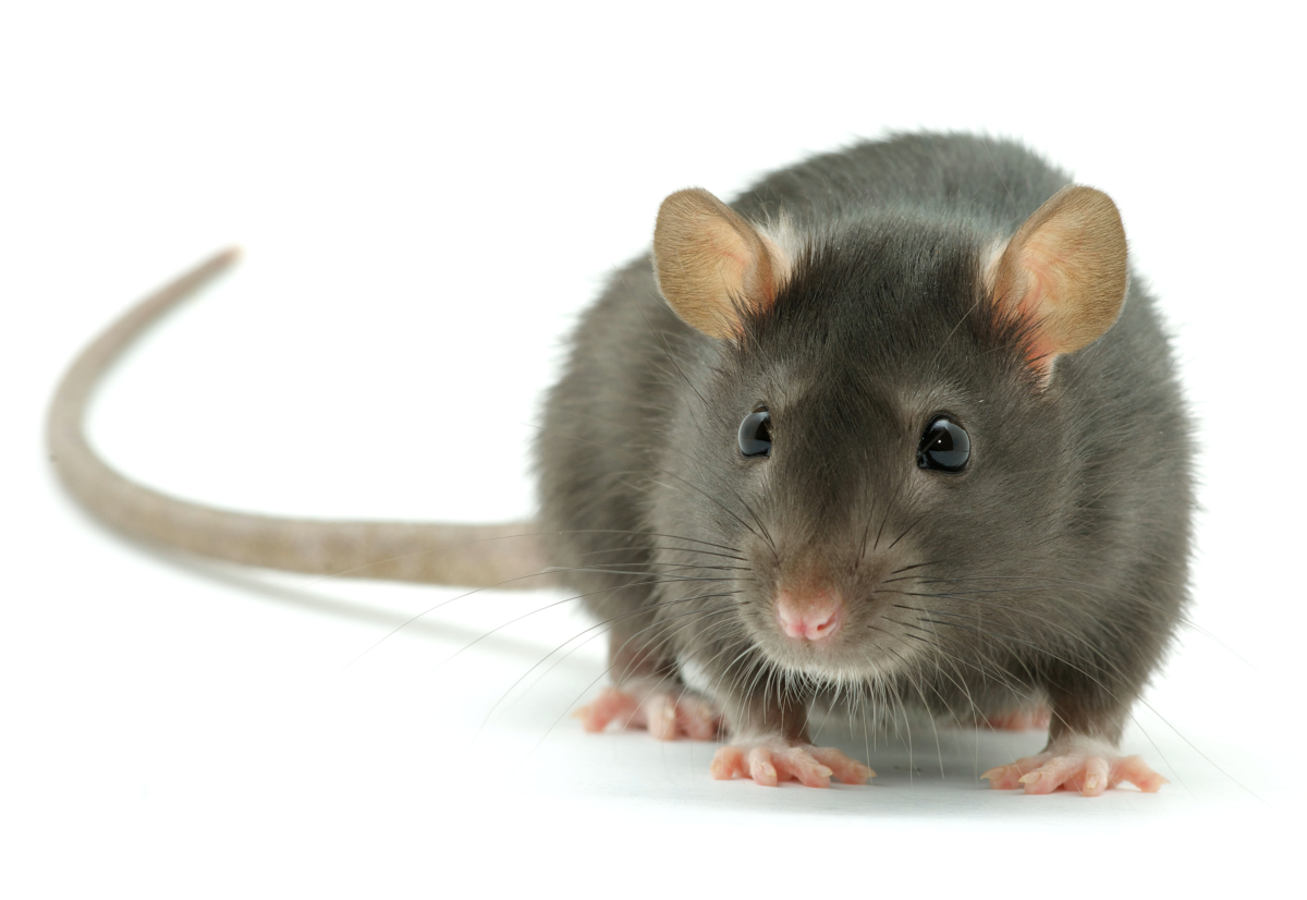 pest control northampton