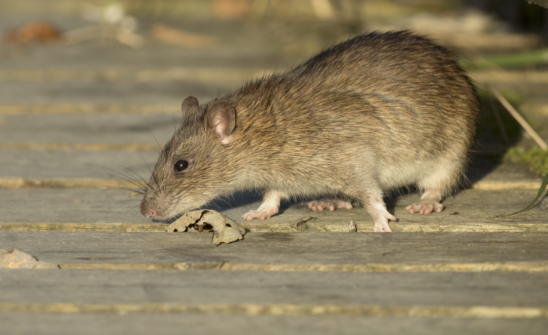 rat pest control services