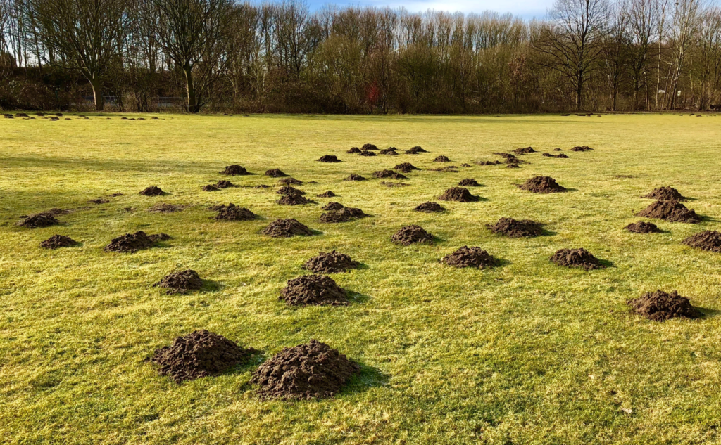 Pest Control Moles and Squirrels