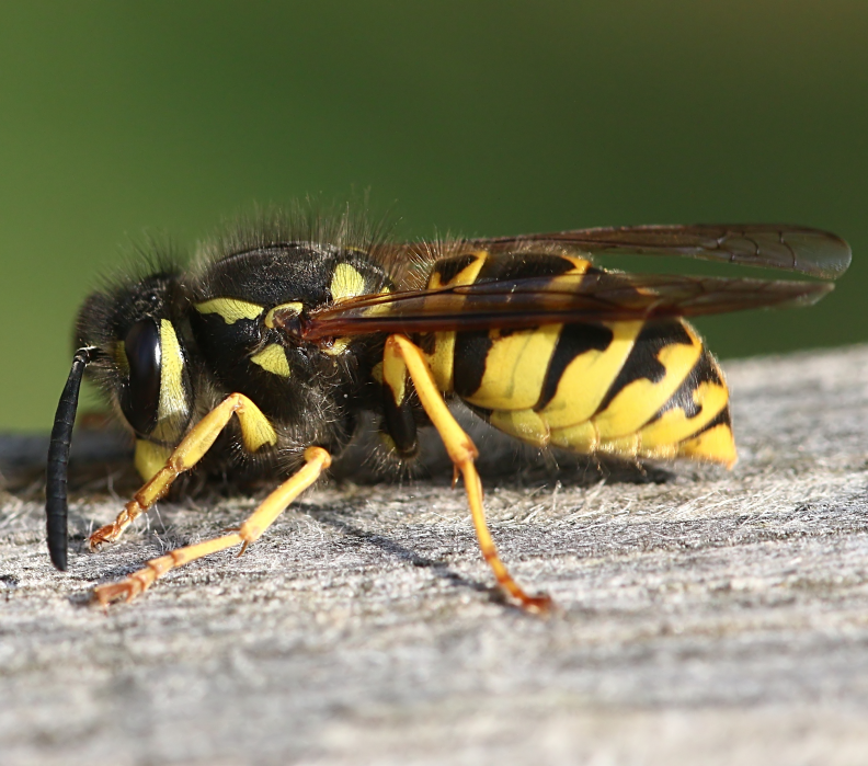 wasp nest removal