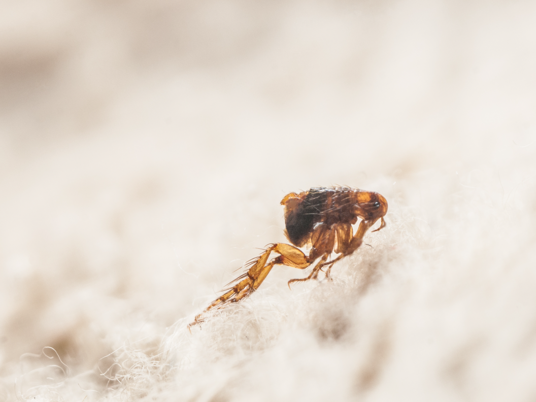 Flea fumigator deals