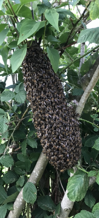 Honey Bee Swarm Rescue In Guilsborough