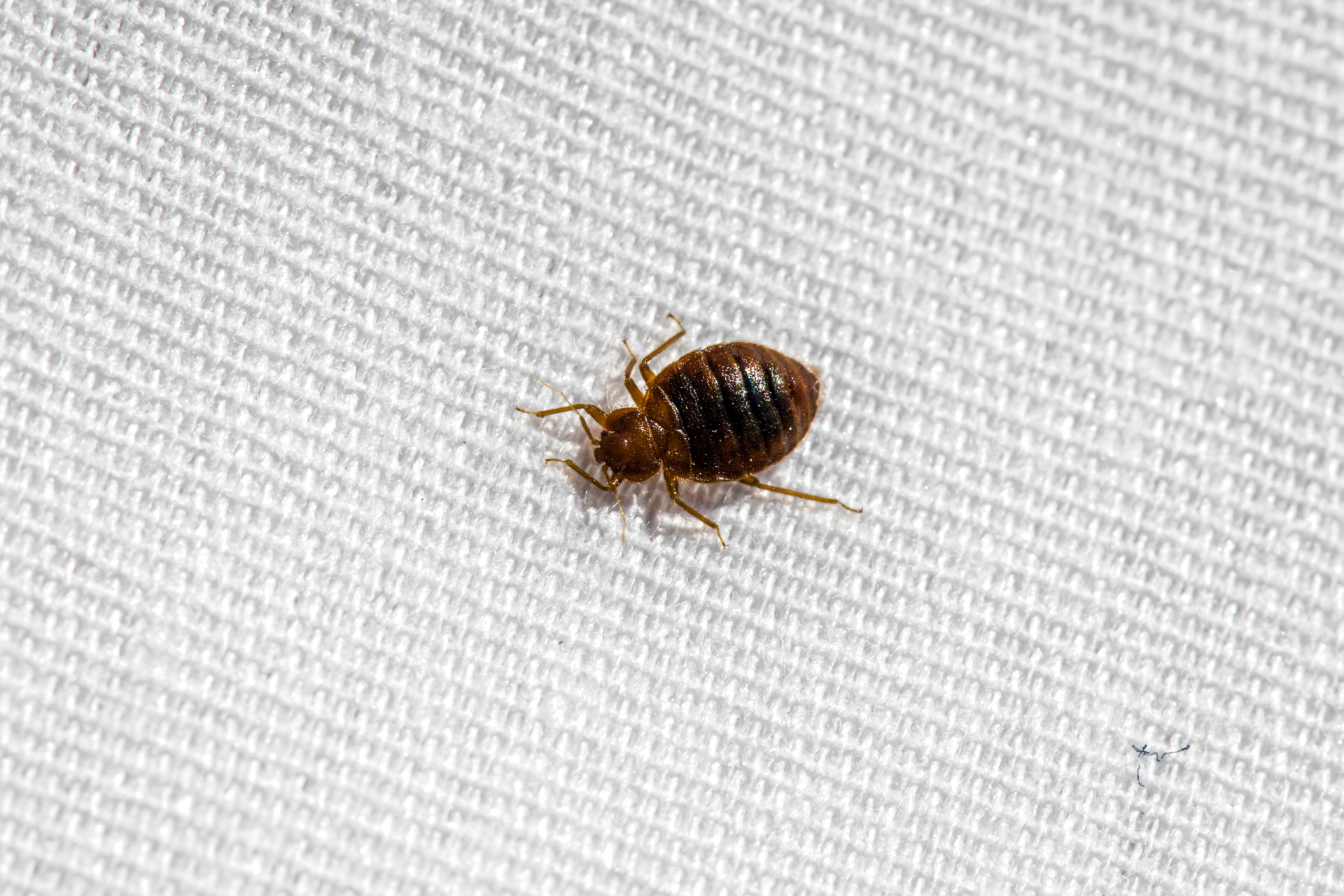 bed bug pest control 2