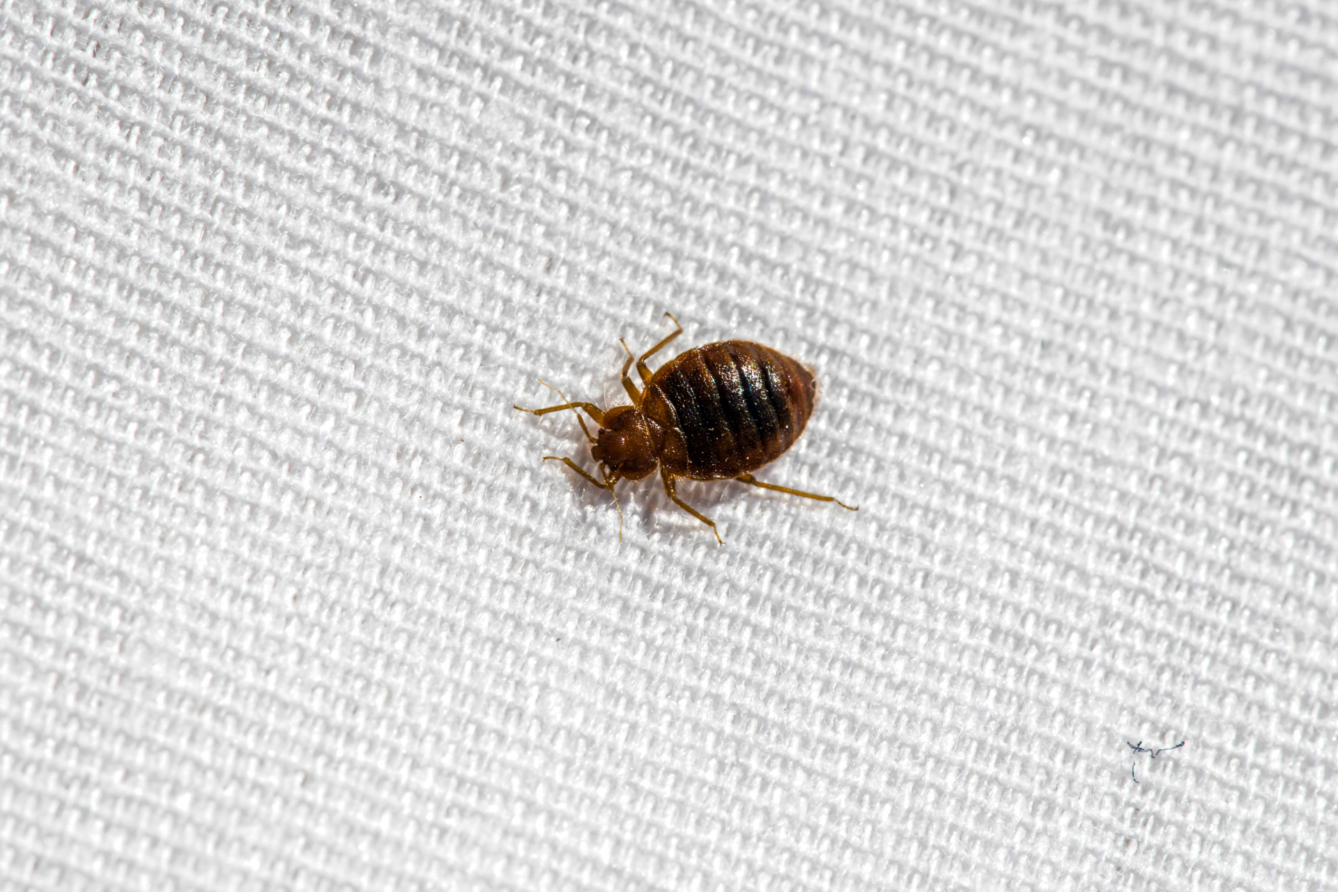 Bed Bug Pest Control