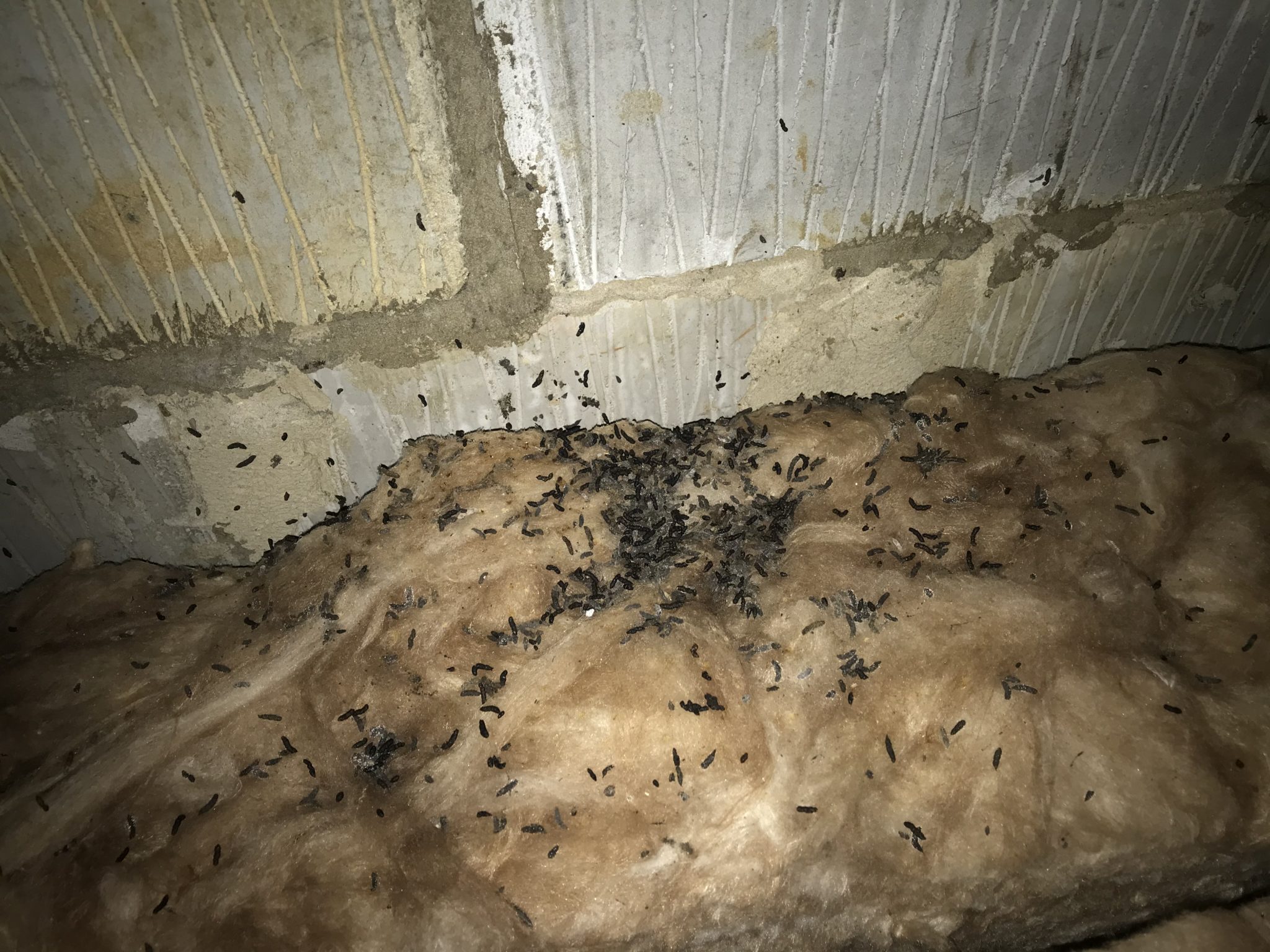 Bats and Pest Control iX5 Pest Control