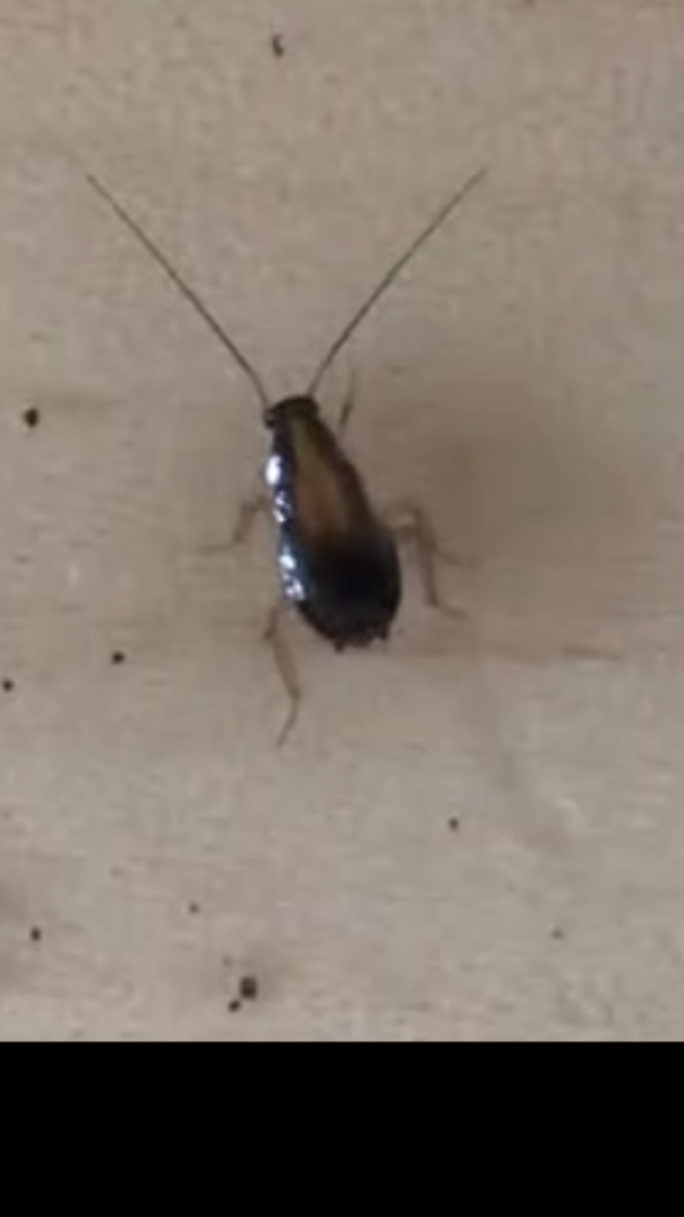 Cockroaches Are More Common Than You Might Think!
