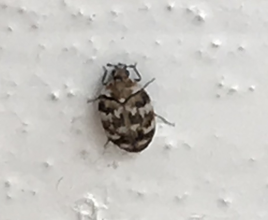 Varied Carpet Beetle