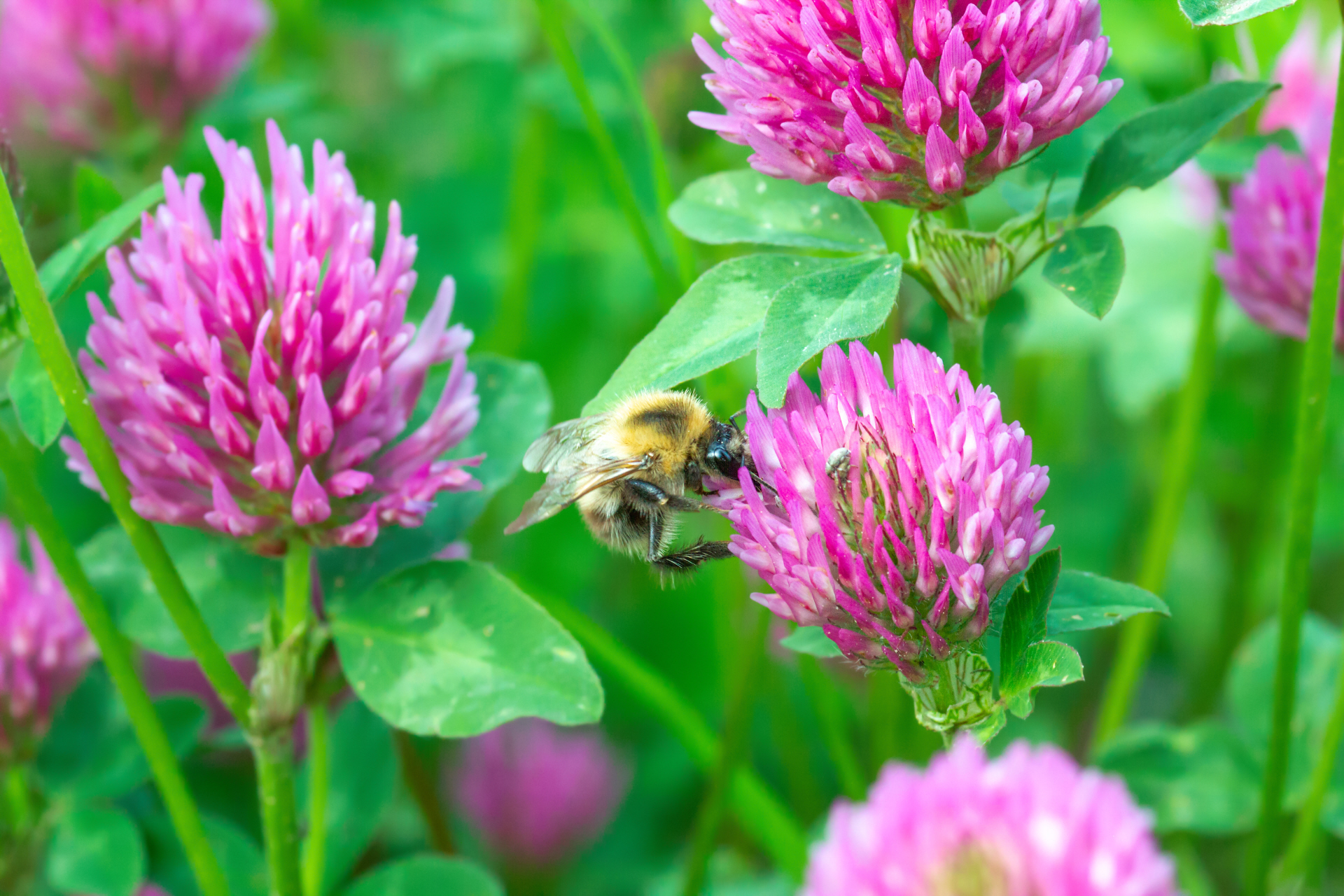 How to Attract Bees this Spring