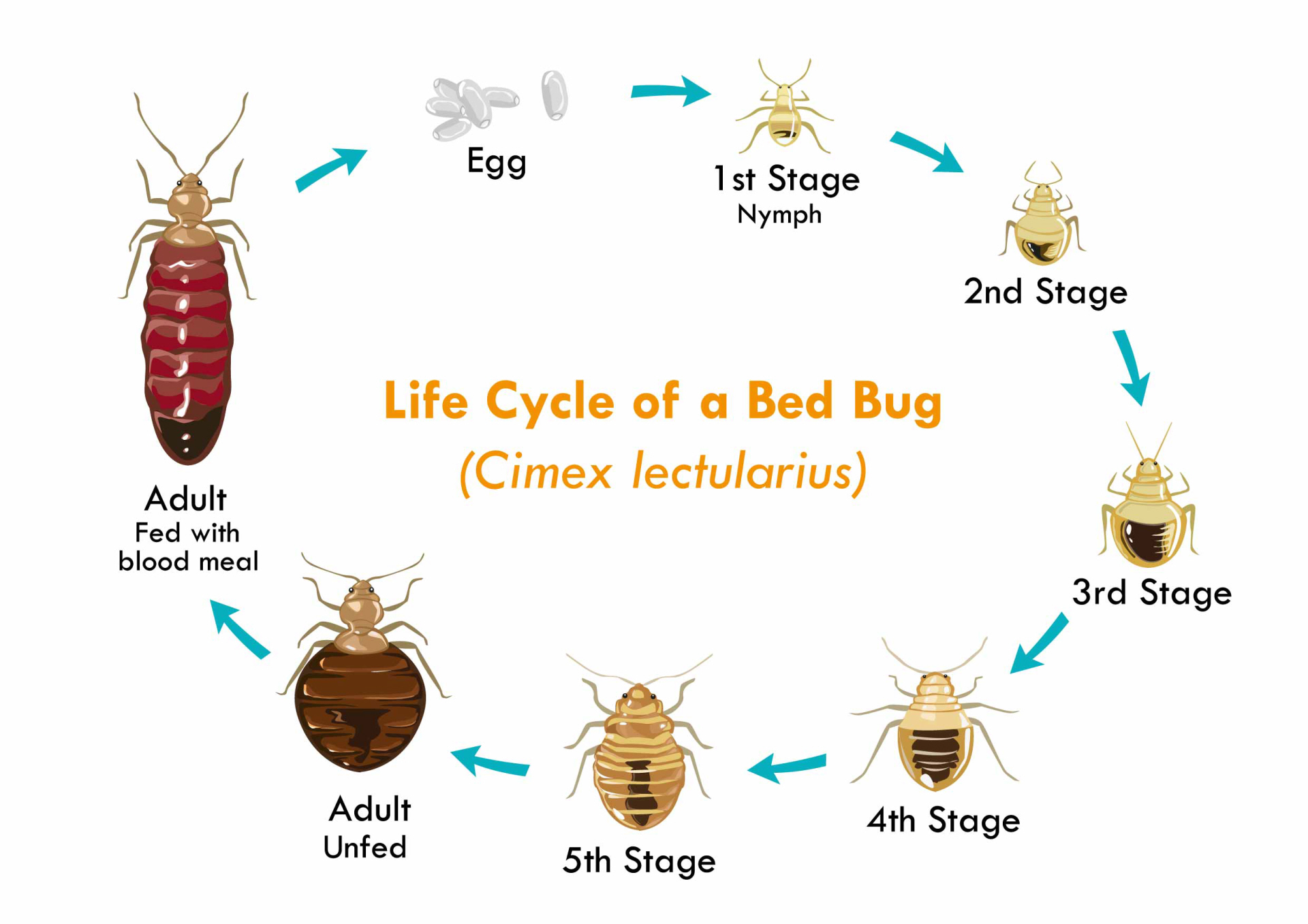 How to Spot Bedbugs