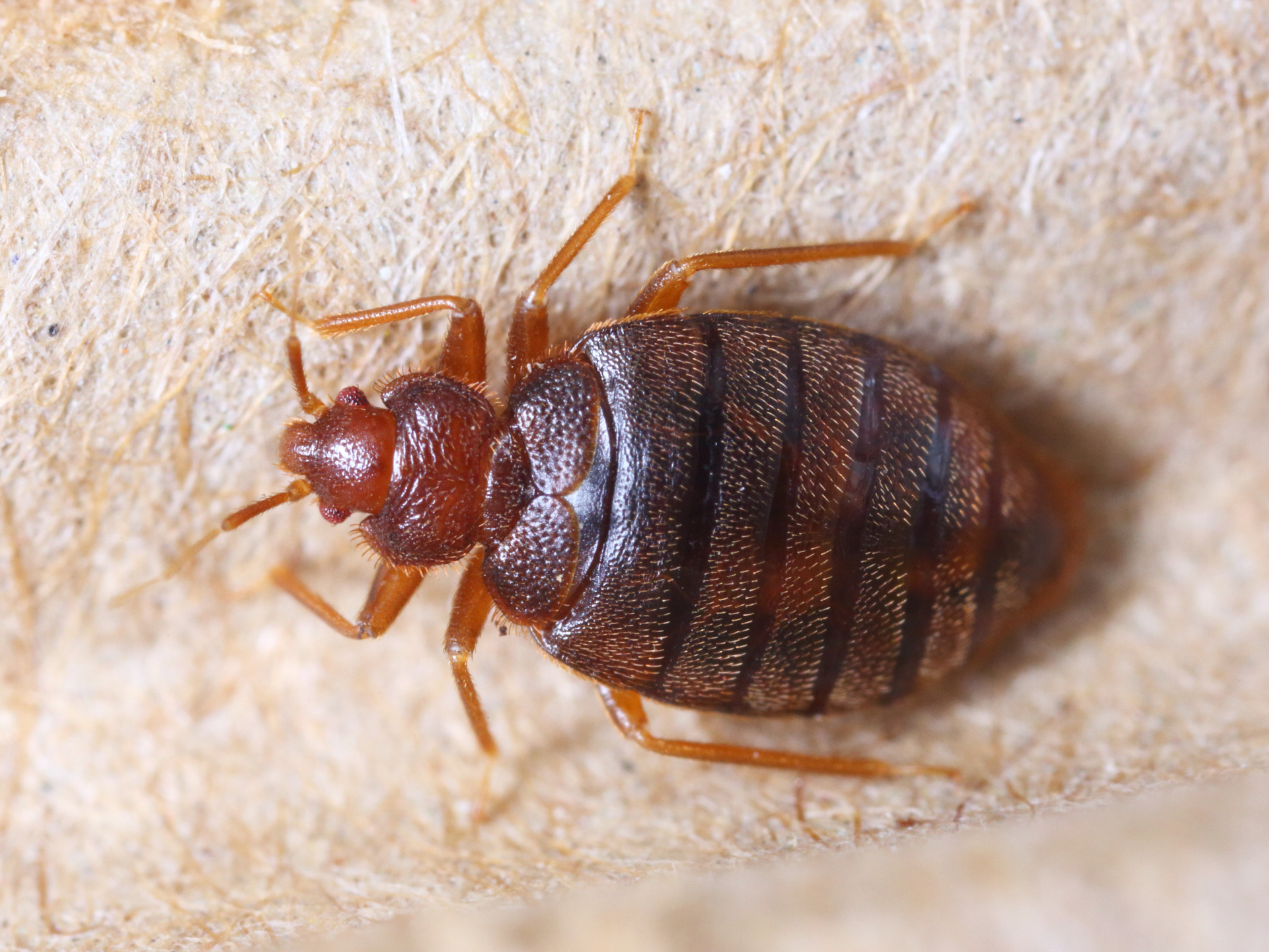 How to Spot Bedbugs