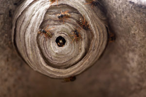 nest