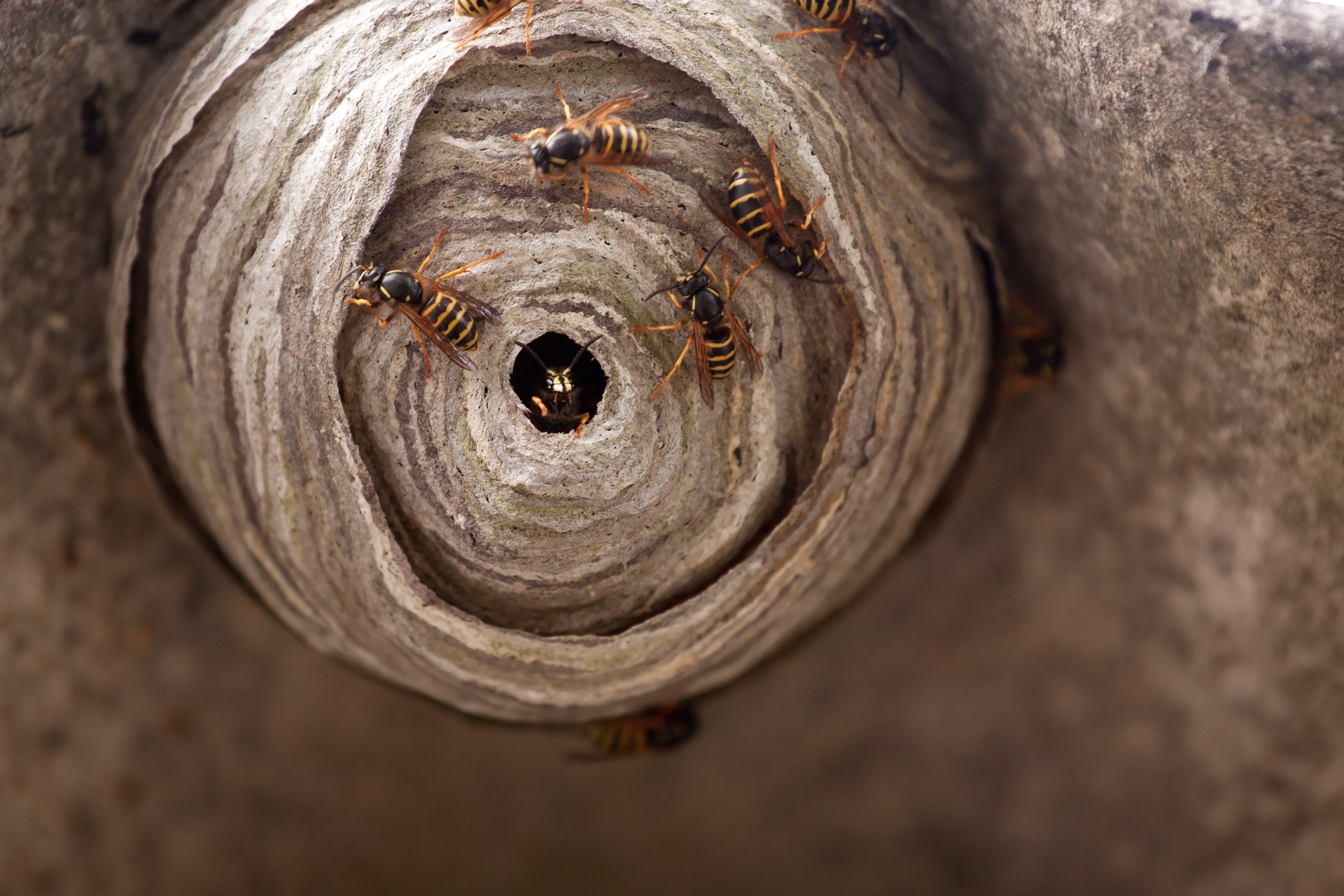 What To Do About A Wasp Nest