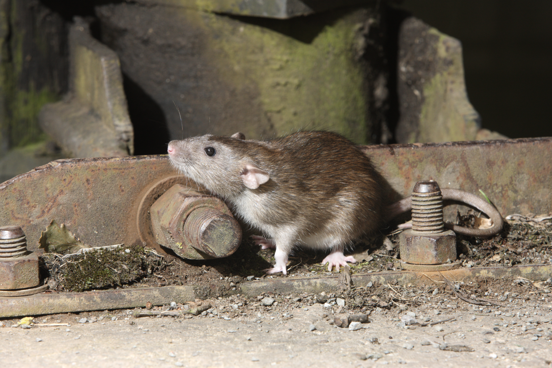Pest Proofing Your Business