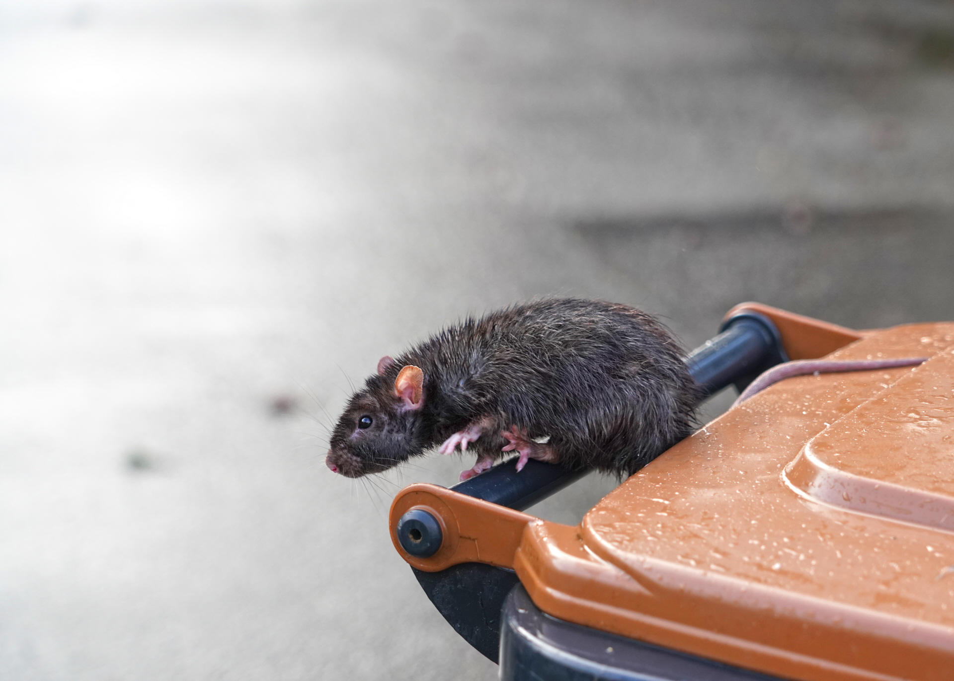 Keeping Pests Away From Your Bins