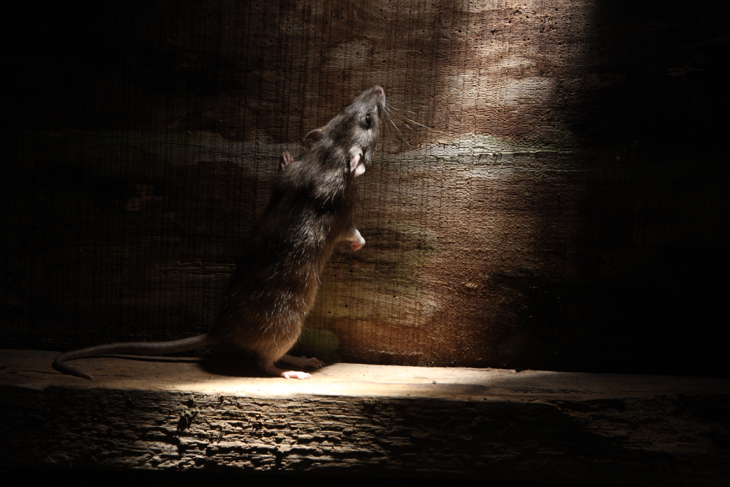 Is The Landlord Responsible For Pest Control?