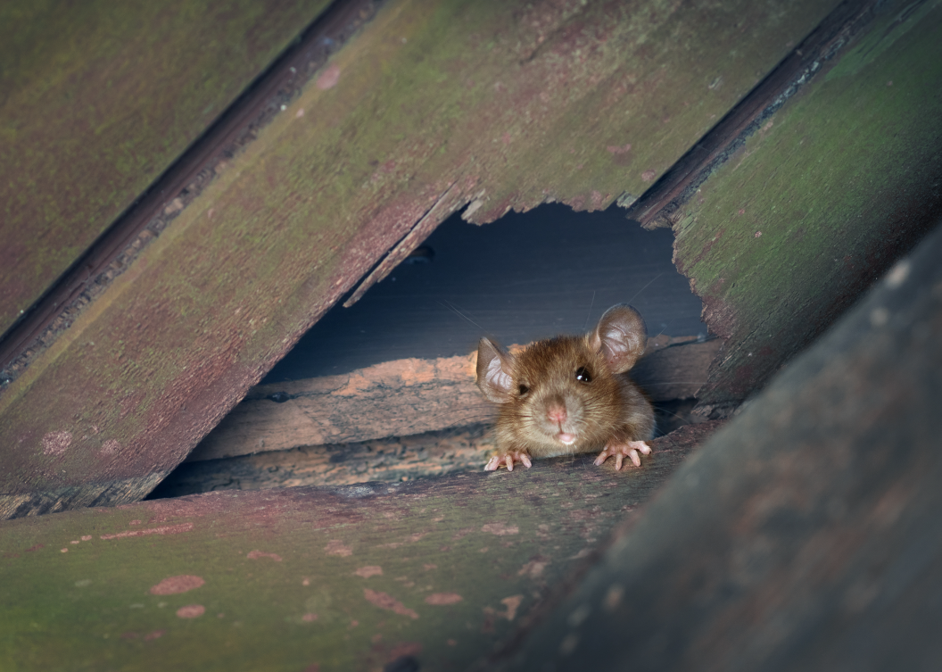 Is Monthly Pest Control Necessary?
