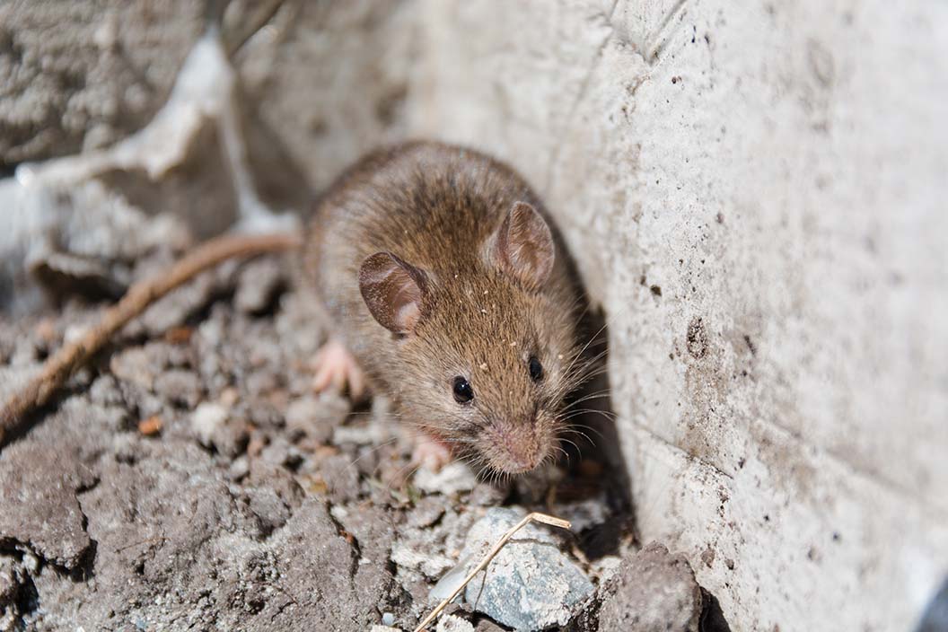 Mouse Pest Control in Silverstone