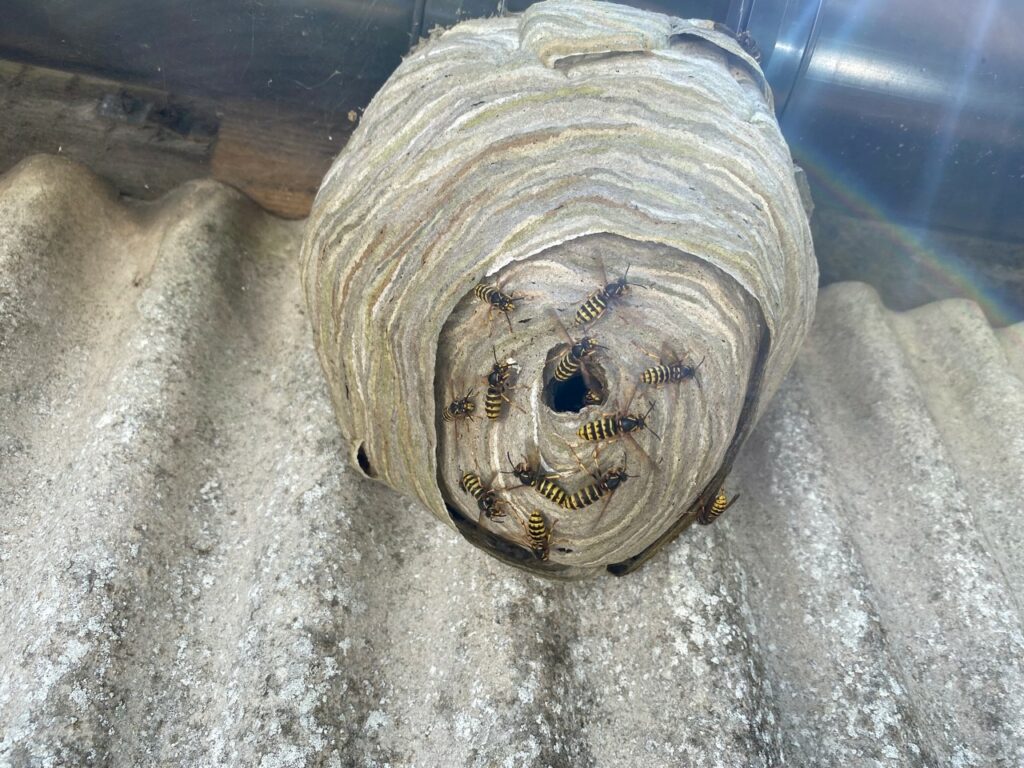 How does pest control get rid of wasps? iX5 Pest Control