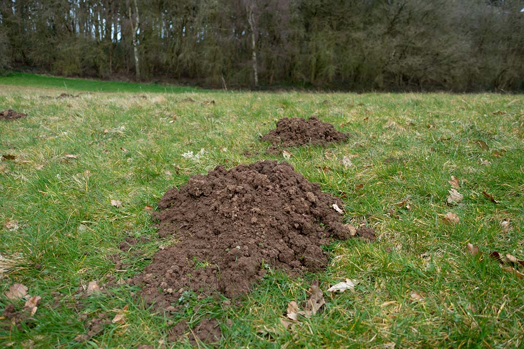 How to get rid of moles from your garden