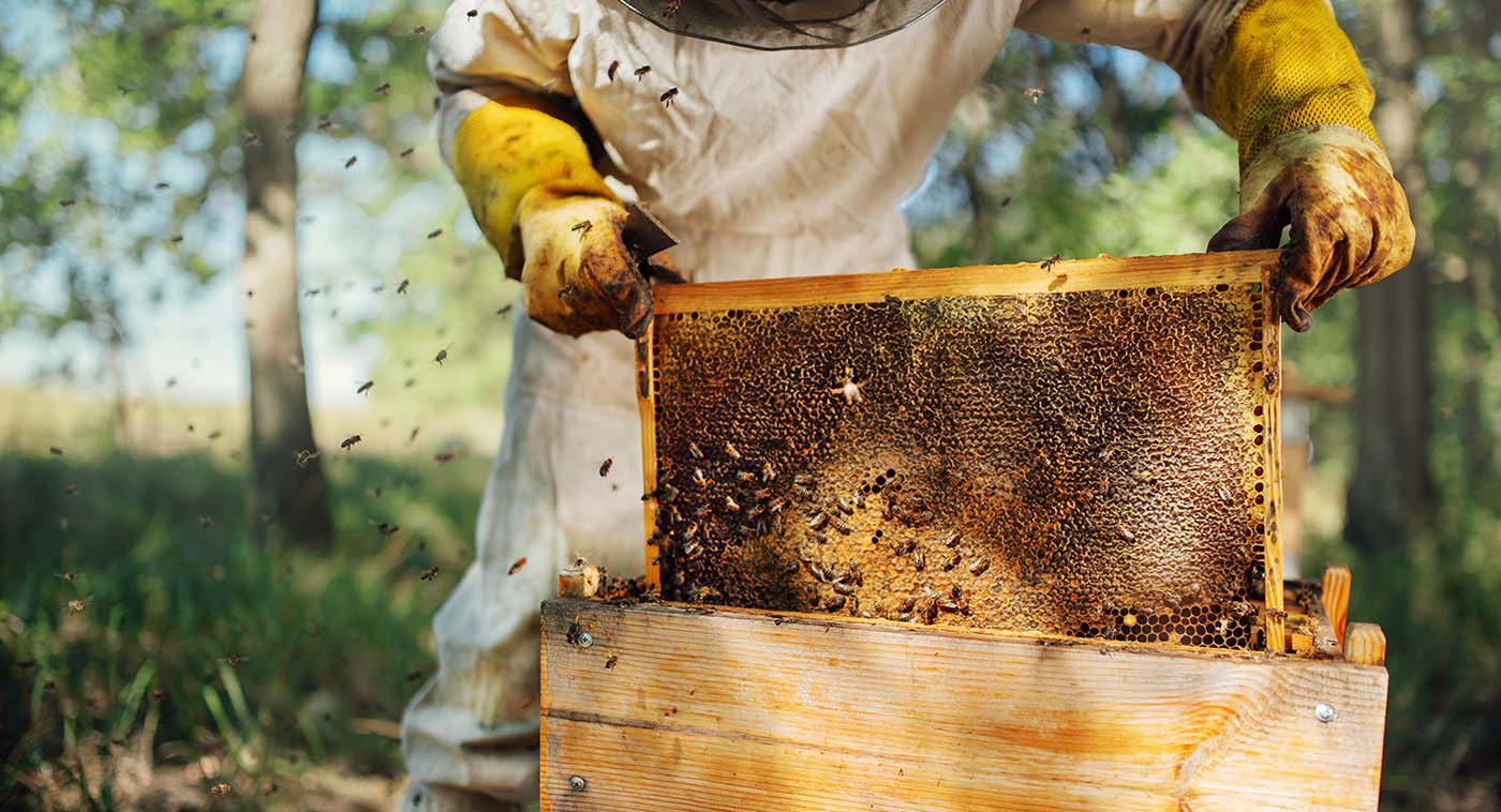 How to become a bee keeper?