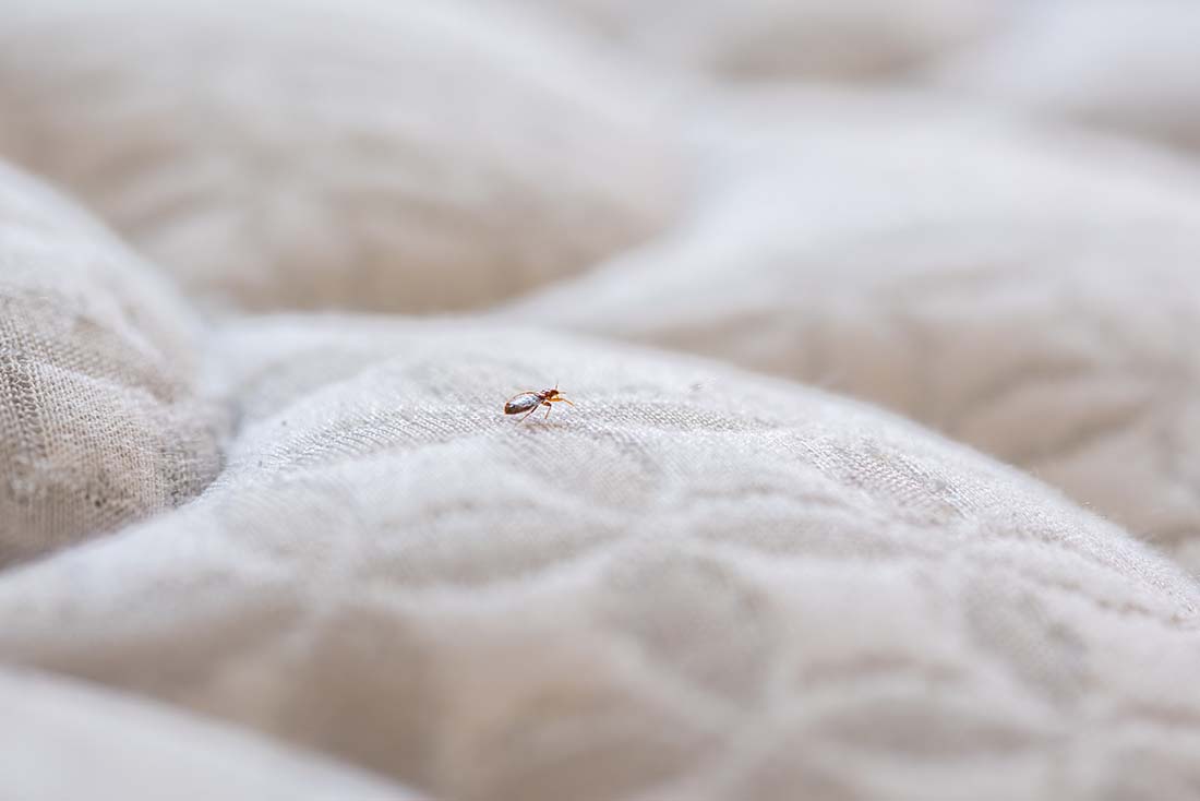 How to get rid of bedbugs