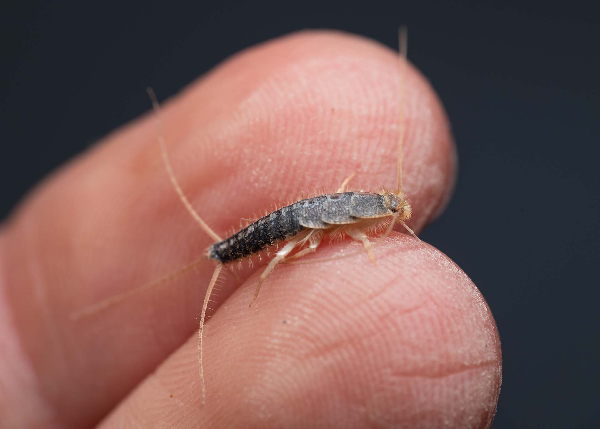 What Are Silverfish? Picture includes a close up of an adult silverfish on human fingers for scale