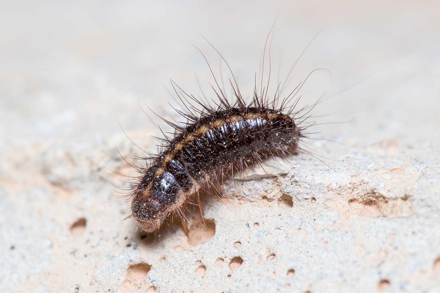 Carpet Beetles 