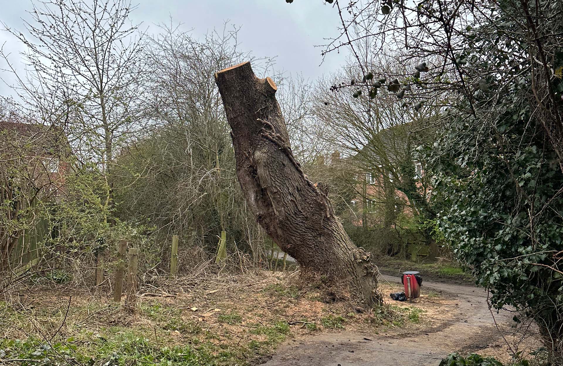 Honey Bees in Higham Ferrers - the end result, a trimmed and safe tree and the bee colony still in situ