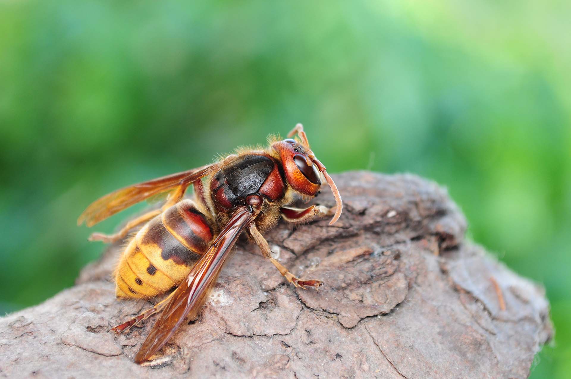 How to Identify a Hornet in the UK