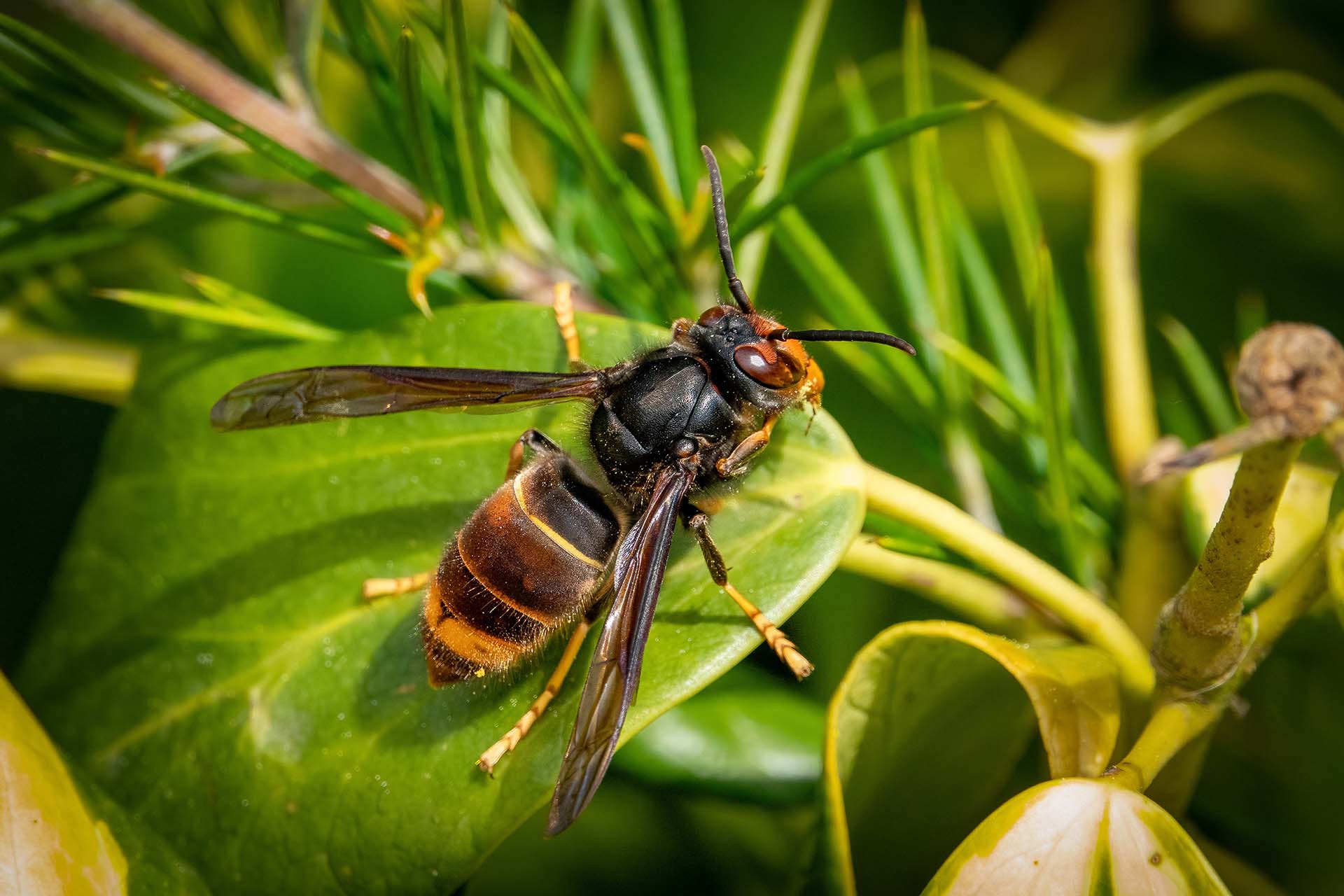 How to Identify a Hornet in the UK - a picture of an Asian hornet