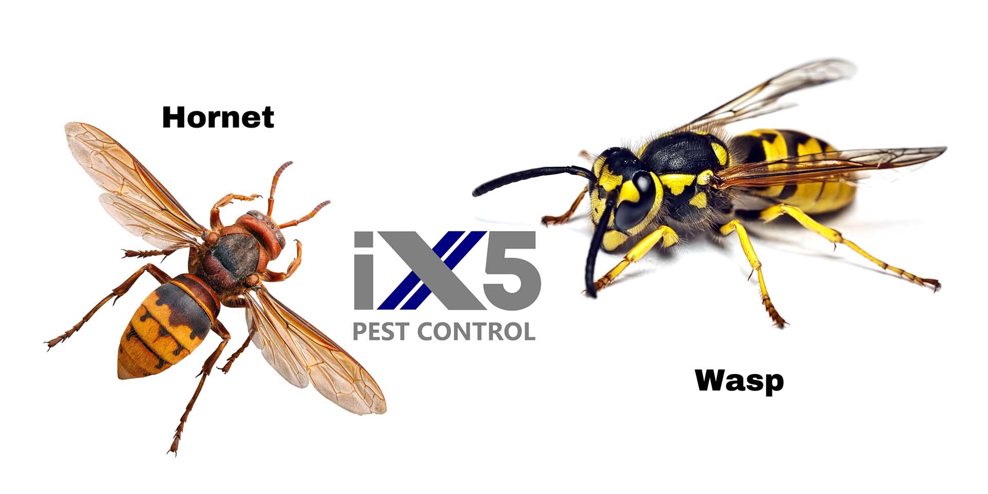 How to Identify a Hornet in the UK - an image of a hornet and a wasp so viewers can compare the similarities and differences between a hornet and a wasp