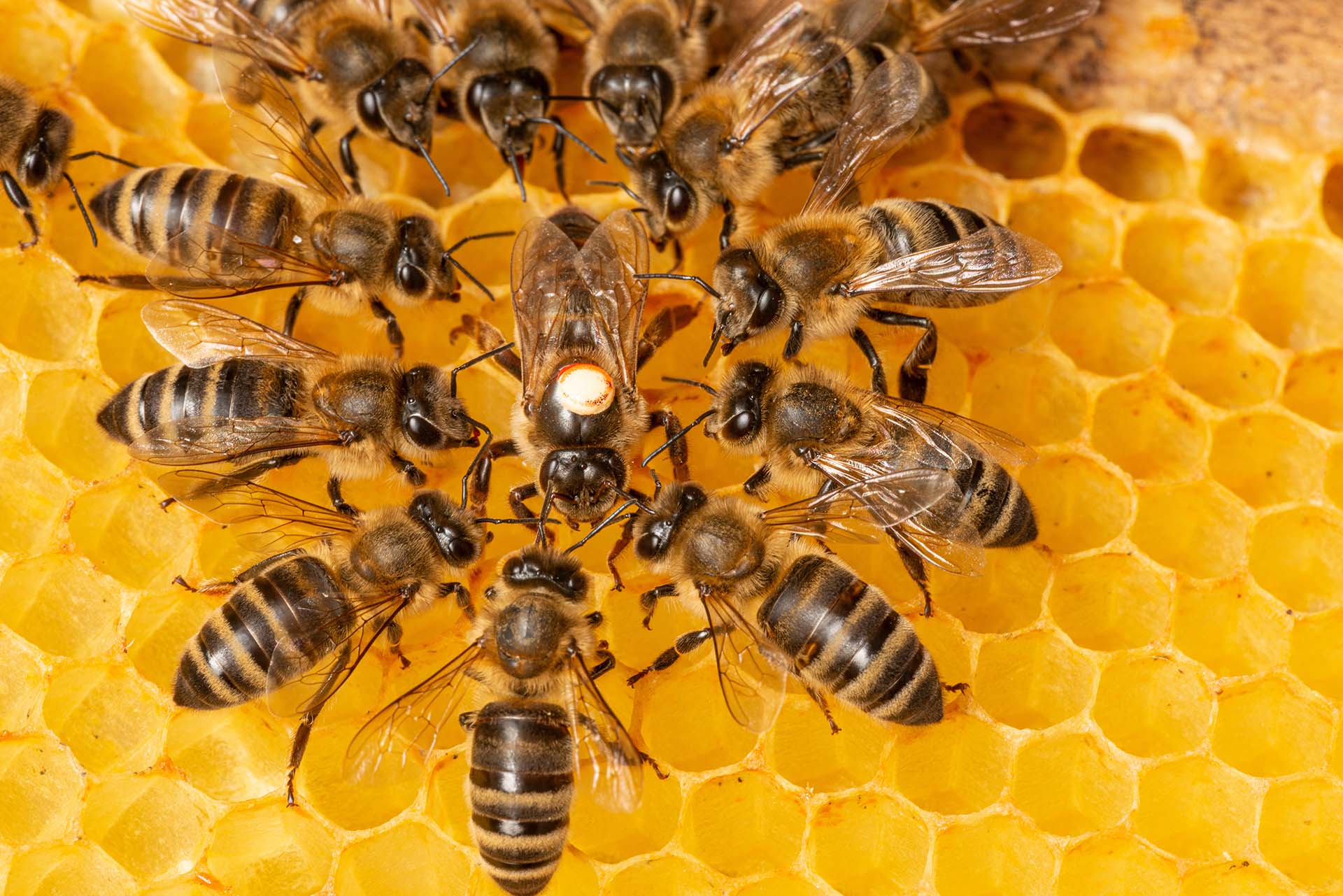 The Fascinating World of Queen Bees - picture of a queen bee surround by worker bees
