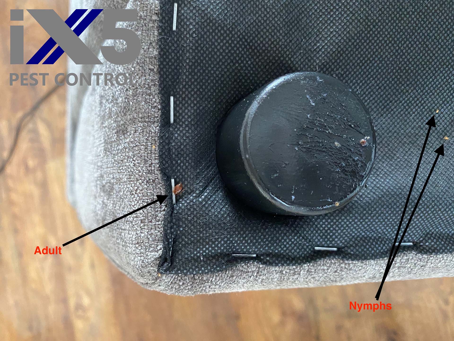 Eradicating Bed Bugs in Care Homes image showing bed bugs at different stages