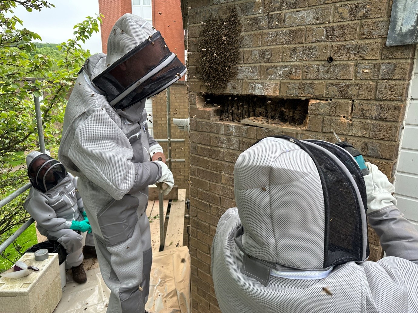 Northampton Honey Bee Removal