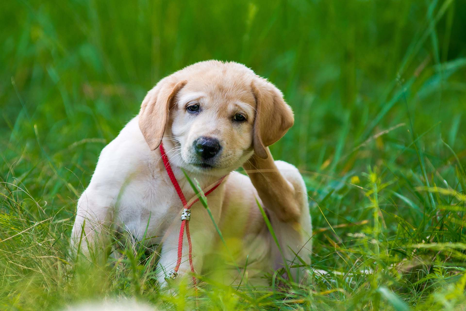 Flea Control - a small Labrador puppy scratching whilst sat on grass