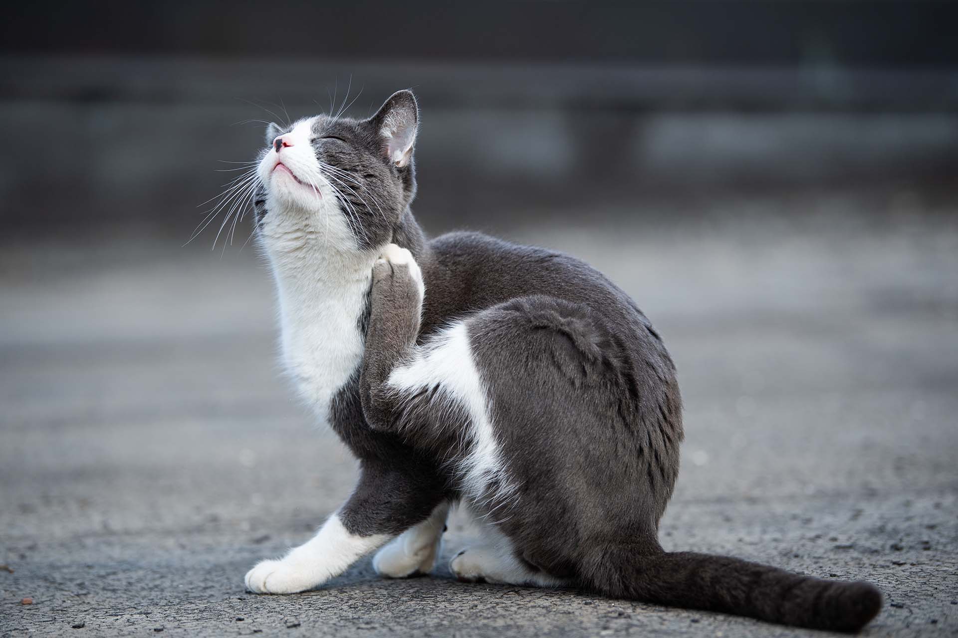 Flea Control - A black and white cat sitting on tarmac scratching