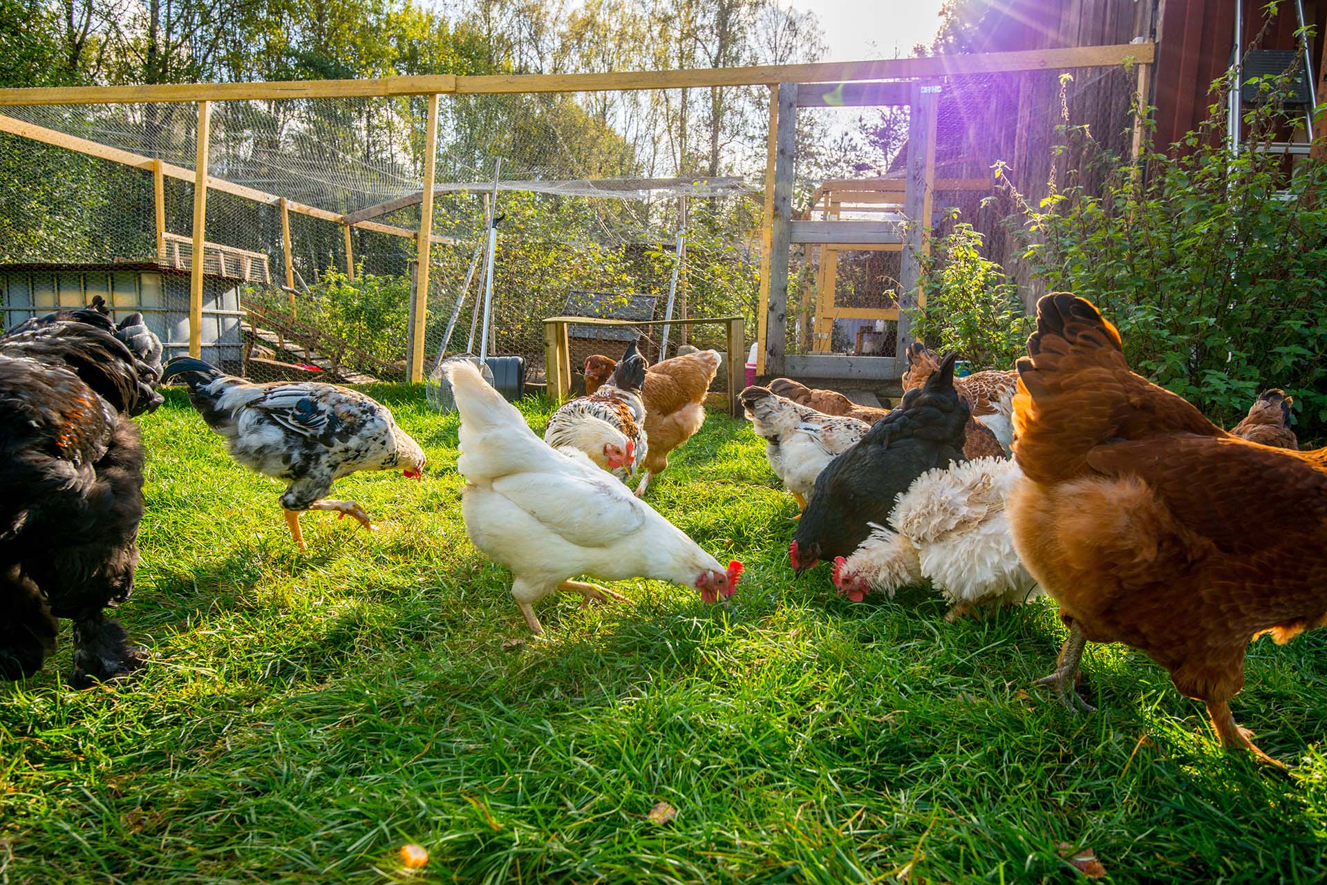 Do Chickens Attract Rats? Picture shows chickens in a garden coop