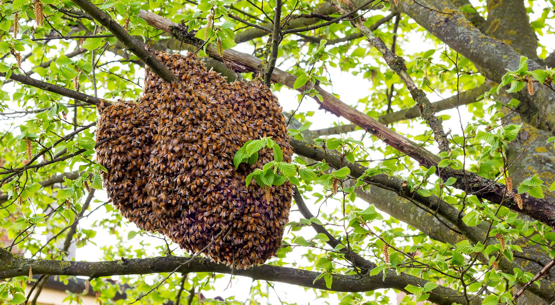 bees in buildings picture shows a swarm of bees in a tree