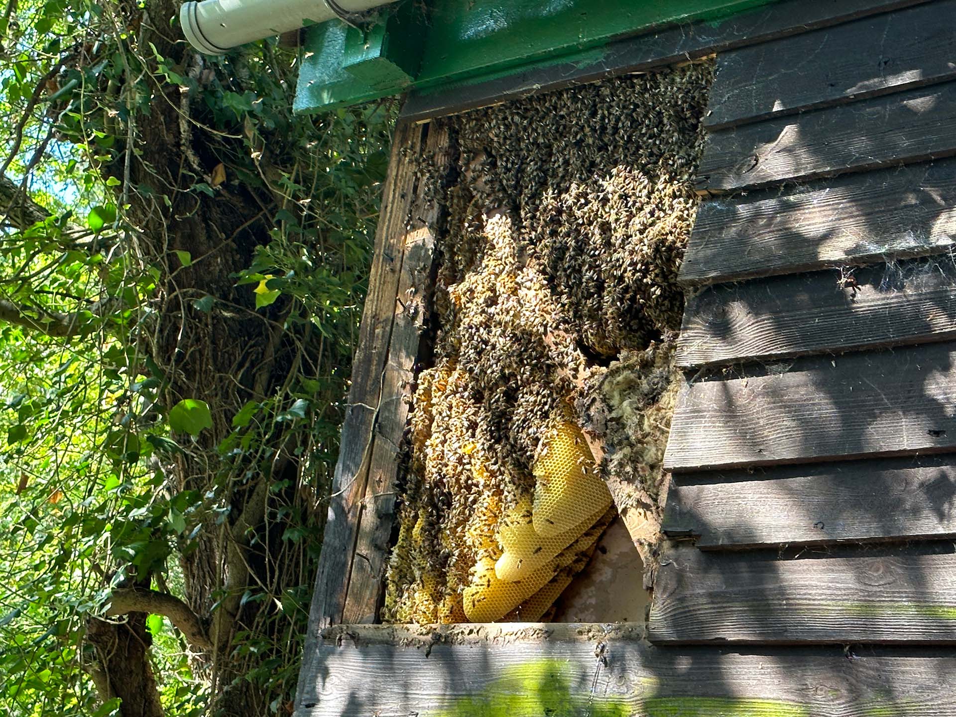 bees in buildings, picture shows a large honeycomb present in a domestic building
