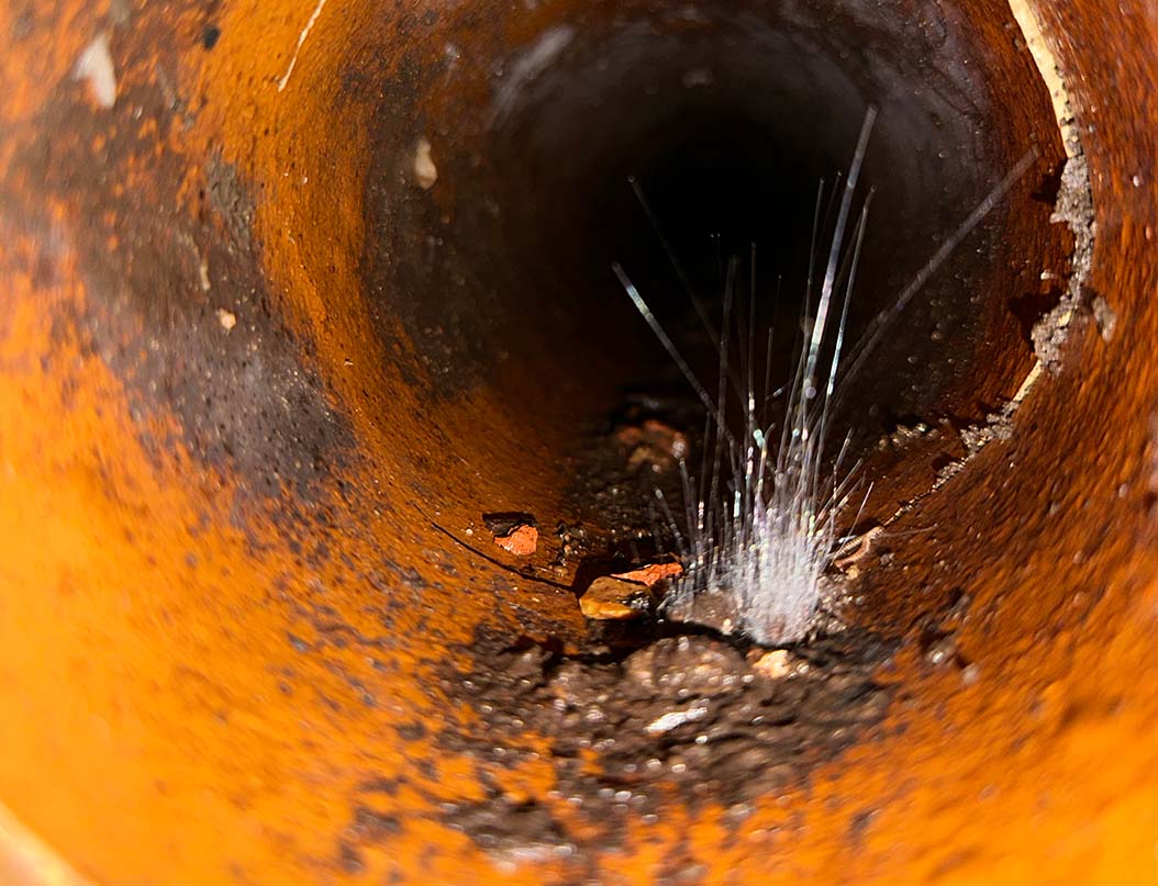 rats in drains, image shows mould growing from rat faeces.