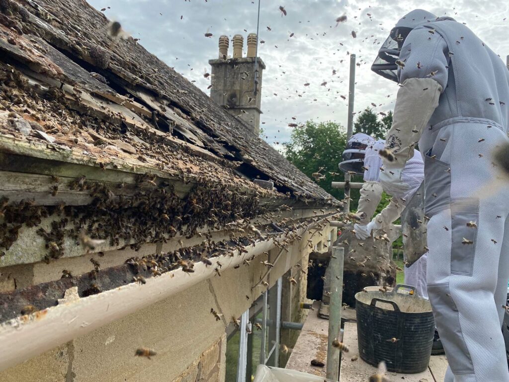 Why Live Removal is Preferred Over Eradication for Honeybees - image shows 2x of our bee keepers in full protective suit exposing a roof in order to remove live bees