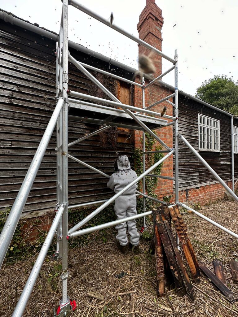 Why Live Removal is Preferred Over Eradication for Honeybees image shows scaffolding and our beekeeper working at ground level