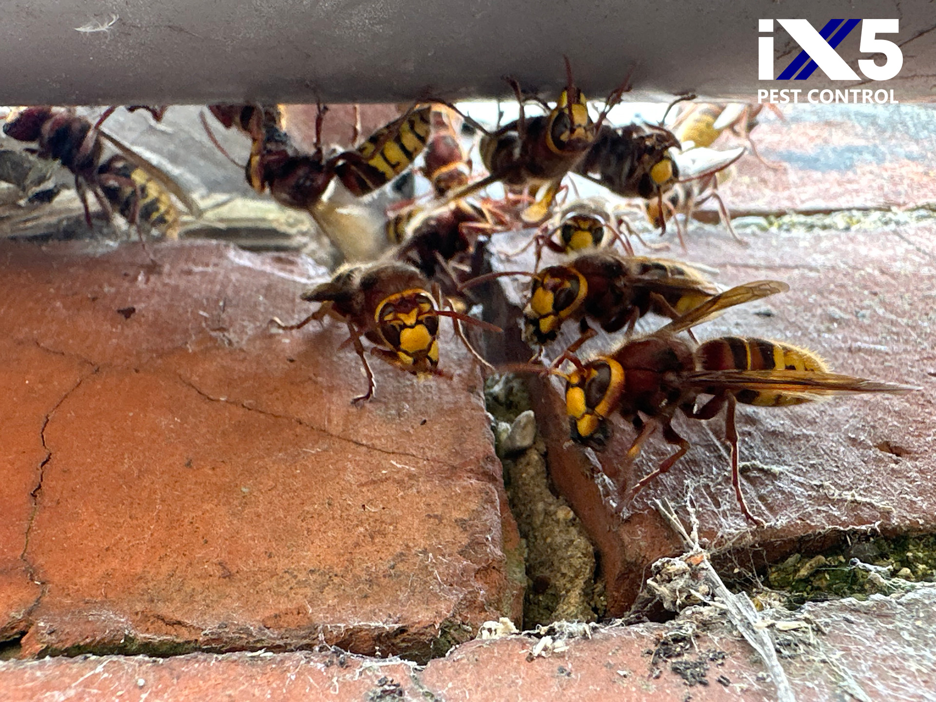 hornet pest control, image shows a hornet nest located in the fabric of a building, accessed via loose mortar. Image shows hornets facing the camera