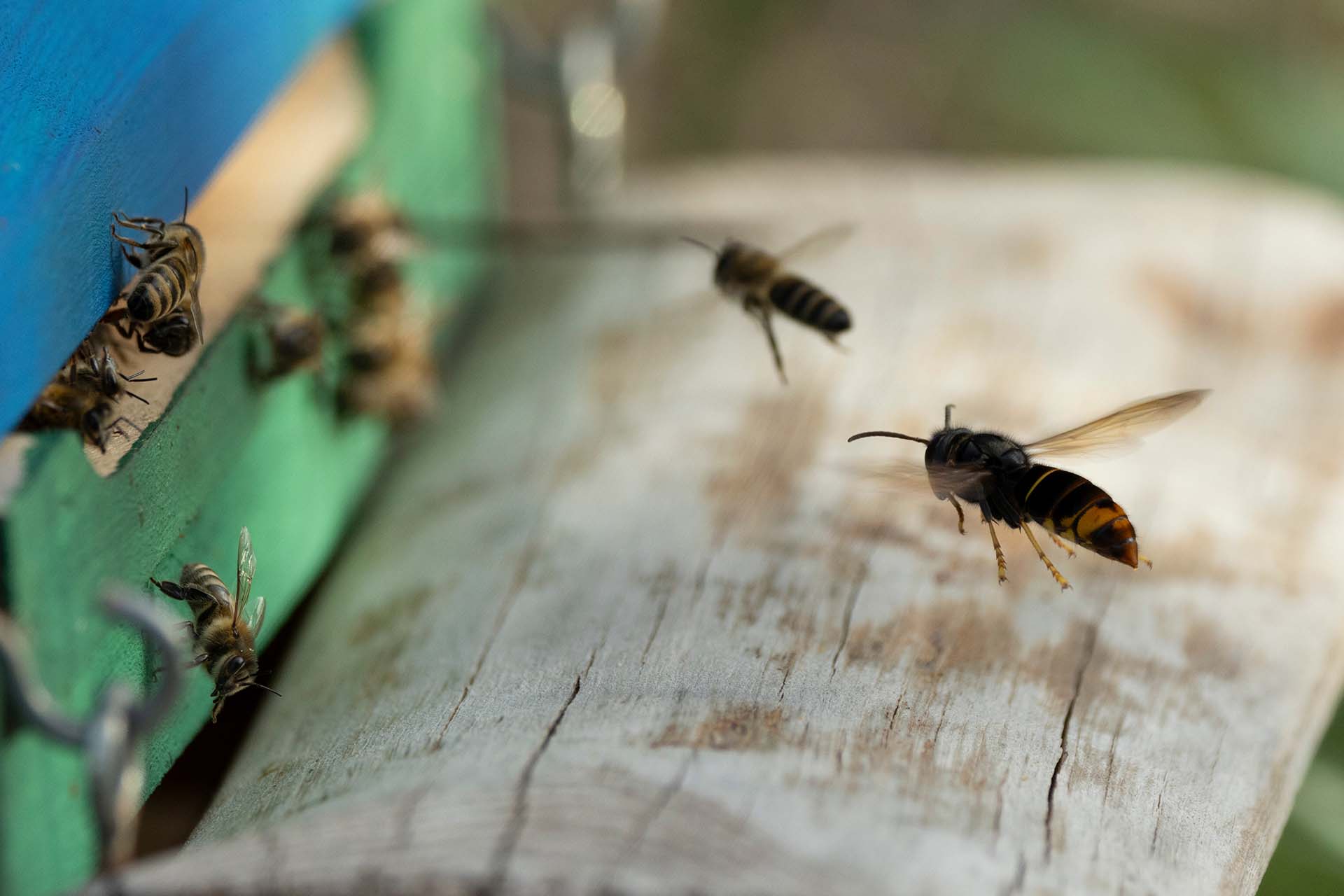 Asian Hornets and the Danger to our Honey Bees - A Growing Concern for the UK - the image shows hornets entering a bee hive