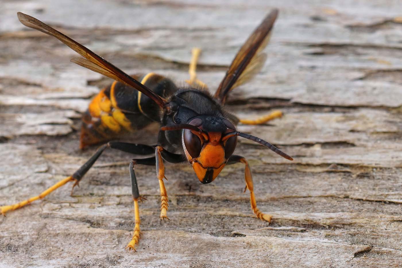 Asian Hornets and the Danger to our Honey Bees - A Growing Concern for the UK 2